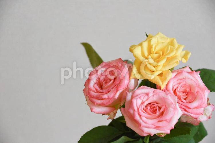 ピンクと黄色の濡れたばら ばら,ピンク,薔薇の写真素材