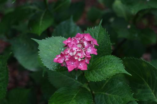 赤紫のガクアジサイ アジサイ,紫陽花,赤紫の写真素材