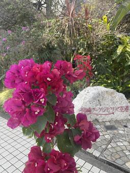 宮崎ブーゲンビリア空港 宮崎ブーゲンビリア空港,ブーゲンビリア,花の写真素材