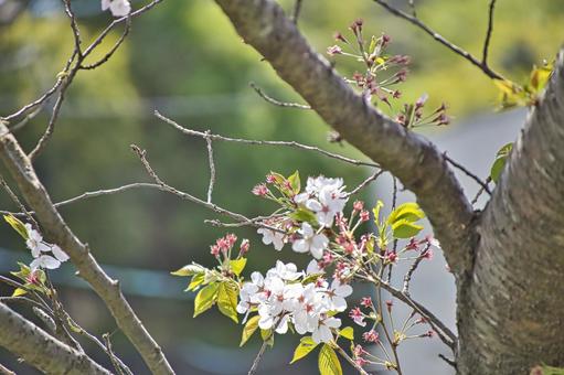 桜 桜の写真