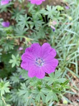 ピンクの花 ピンクの花 花,紫,ピンクの写真素材