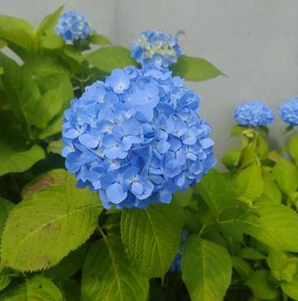 紫陽花 紫陽花の写真
