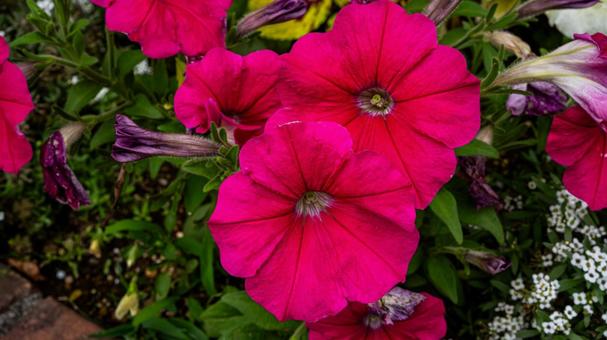 赤いペチュニアの花 赤いペチュニアの花の写真