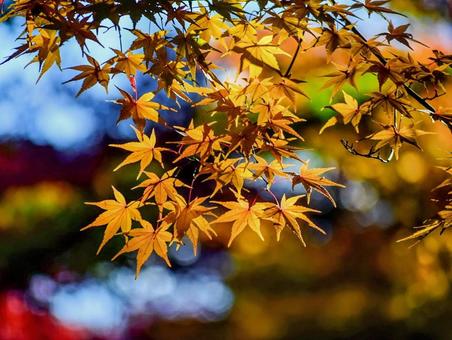 モミジの紅葉 モミジの紅葉の写真