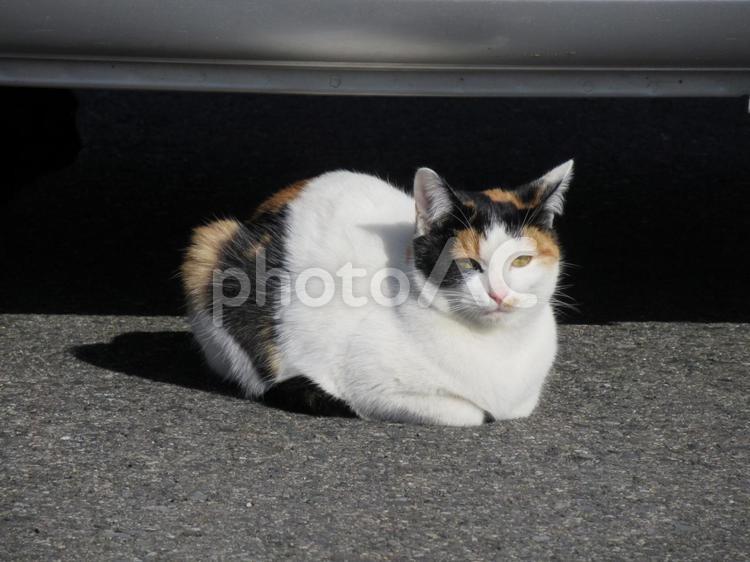 クルマの下で日向ぼっこの三毛猫 動物,猫,ネコの写真素材