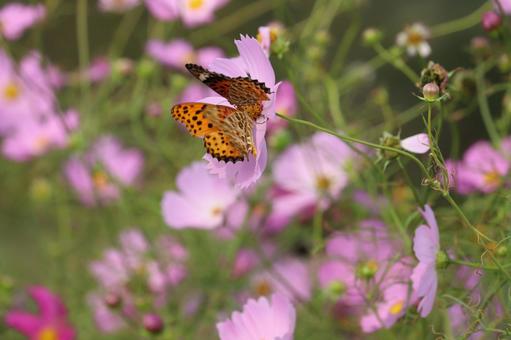 Two swallowtail butterflies mating in a cluster of cosmos, JPG