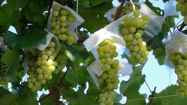 ブドウ02 ブドウ,ぶどう,葡萄の写真素材