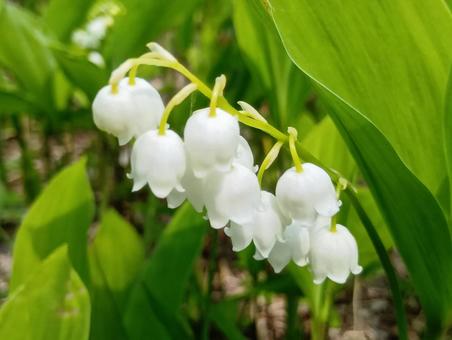 すずらん 北海道 平取町 芽生 群生地 すずらん 北海道 平取町 芽生 群生地 すずらん,スズラン,鈴蘭の写真素材