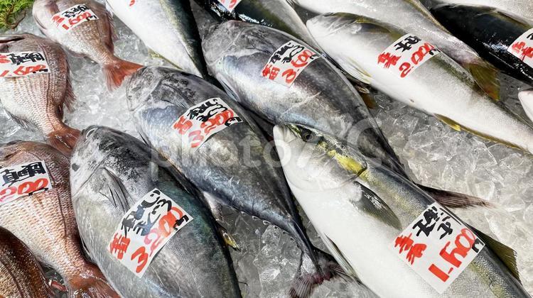 日本海の市場、たくさん並んだ新鮮な魚 魚,鮮魚,市場の写真素材