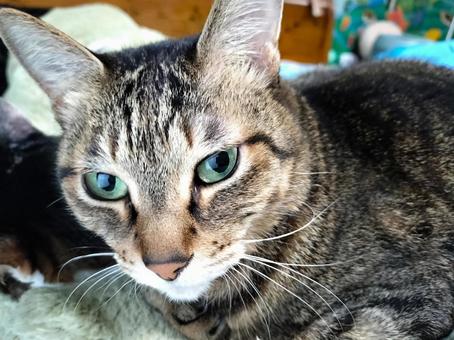 朝のキジトラ 猫,キジトラ,保護猫の写真素材