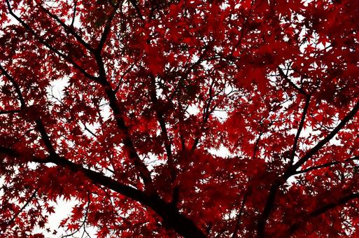 見上げた先の紅葉 見上げた先の紅葉の写真