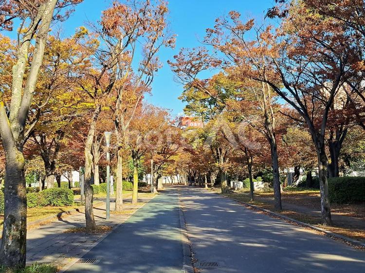 秋の桜ノ宮川沿いの公園12 秋,自然,風景の写真素材
