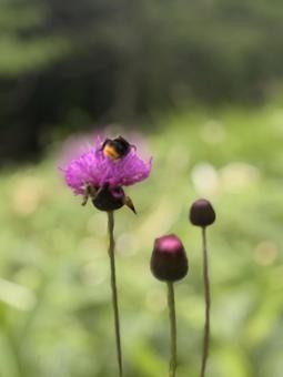 Thistle and bee, JPG