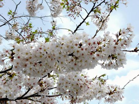 満開の桜と4月の空を見上げる 満開の桜と4月の空を見上げる 桜,花,植物の写真素材