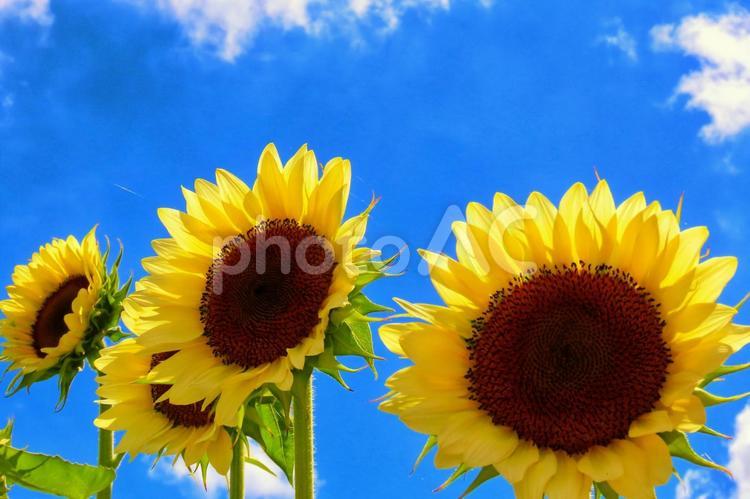 夏イメージひまわりの花 ひまわり,向日葵,花の写真素材