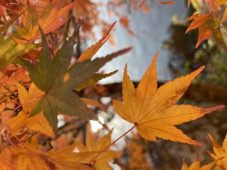 紅葉 紅葉の写真