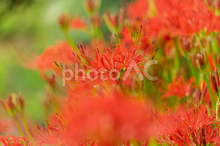ヒガンバナ ヒガンバナ,彼岸花,曼殊沙華の写真素材