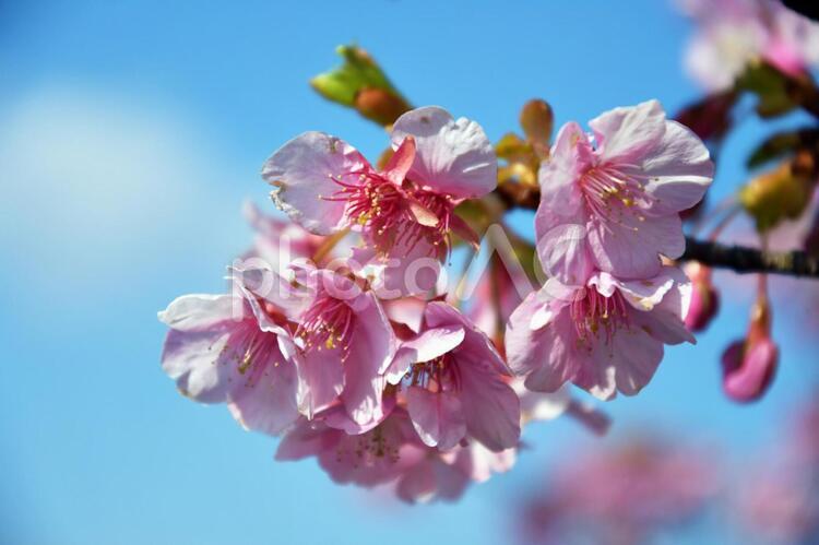 河津桜　萩しーまーと　親水公園 河津桜,桜,春の写真素材
