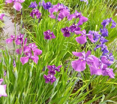 Iris flowers, JPG