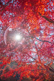 紅葉と木漏れ日 紅葉と木漏れ日 紅葉,もみじ,秋の写真素材