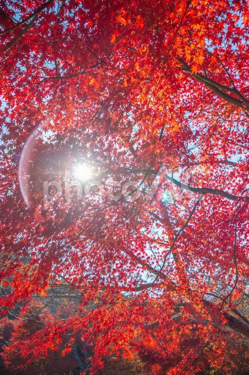 紅葉と木漏れ日 紅葉,もみじ,秋の写真素材