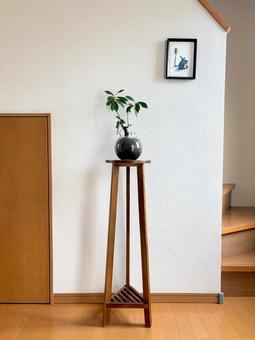 ガジュマルのある空間 ガジュマルのある空間の写真