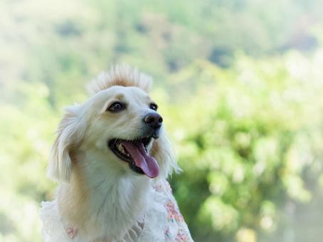 ワンコの顔(ミックス犬) ワンコの顔(ミックス犬) 犬,ミックス犬,可愛い犬の写真素材