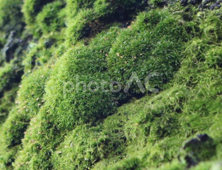 モコモコした苔の塊　背景素材 苔,緑,モコモコの写真素材