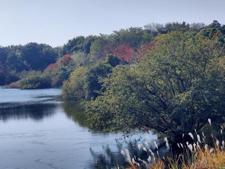 晩秋の池 秋,見頃,紅葉の写真素材
