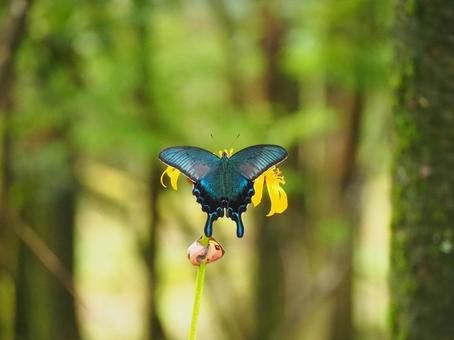 蝶々 蝶々,綺麗,奇跡の写真素材