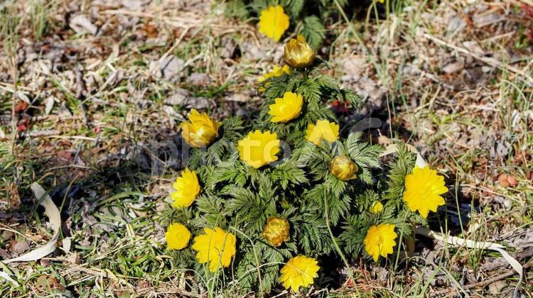 福寿草の花・越生梅林（埼玉県・越生町） 早春,フクジュソウ,黄色の写真素材