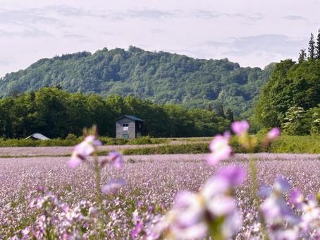 Photo, asagi radish, asagi radish flower, flower garden, 