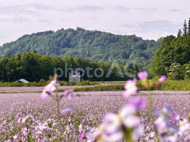 アサギ大根の花畑 アサギ大根,アサギ大根の花,花畑の写真素材