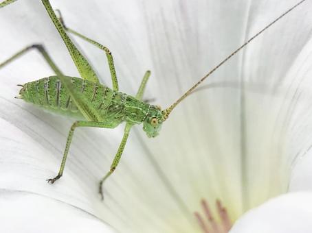 6月のヒルガオの花とツユムシ幼虫 6月のヒルガオの花とツユムシ幼虫の写真
