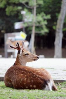 奈良公園シカ 奈良公園シカの写真