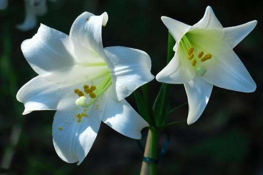 A flower that symbolizes chastity, JPG A flower that symbolizes chastity, lírios, lírio, flor, JPG