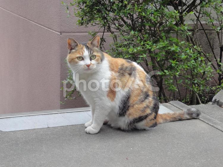 座る三毛猫 みけ,ミケ,ねこの写真素材