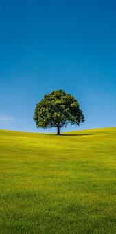 青空の下に広がる緑の草原と一本の木 青空の下に広がる緑の草原と一本の木の写真