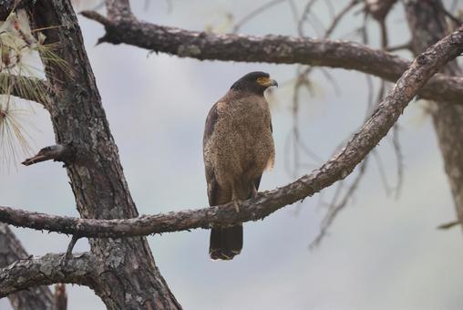 カンムリワシ カンムリワシ カンムリワシ,猛禽類,ワシの写真素材