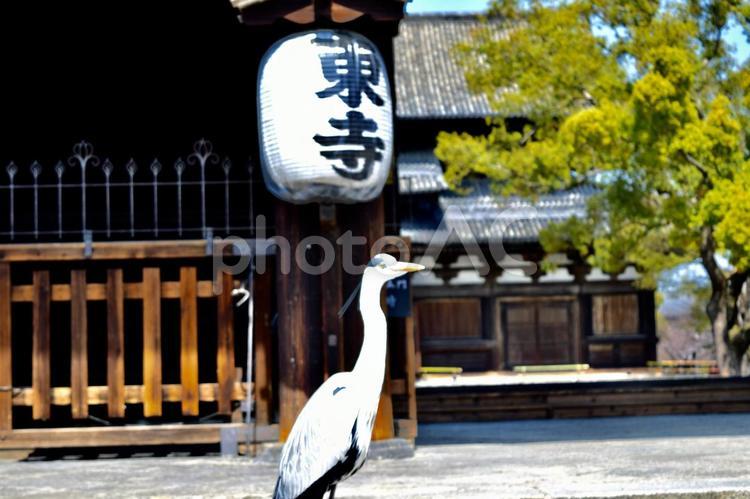 看板娘 鳥,鶴,拝殿の写真素材