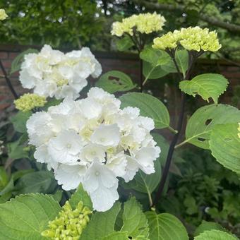 紫陽花 紫陽花 紫陽花,白,美しいの写真素材