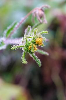 メナモミの写真