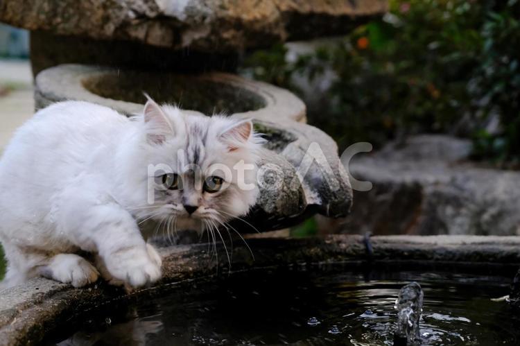 ソウルで出会った猫たちも可愛すぎた ソウル,京城,seoulの写真素材