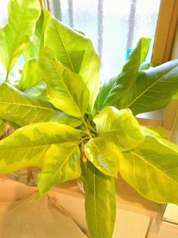 Photo, foliage plant, hydroponic culture, ficus, 