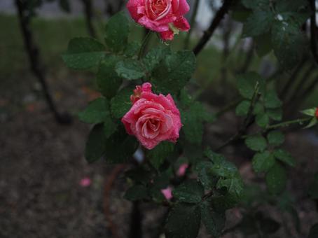 バラ園にて綺麗な薔薇を撮影しました バラ園にて綺麗な薔薇を撮影しましたの写真