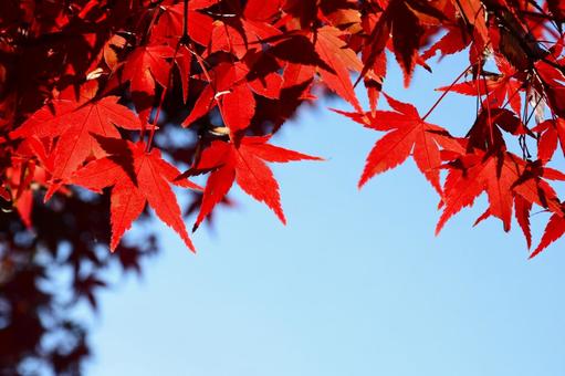 Bright red maple leaves, JPG