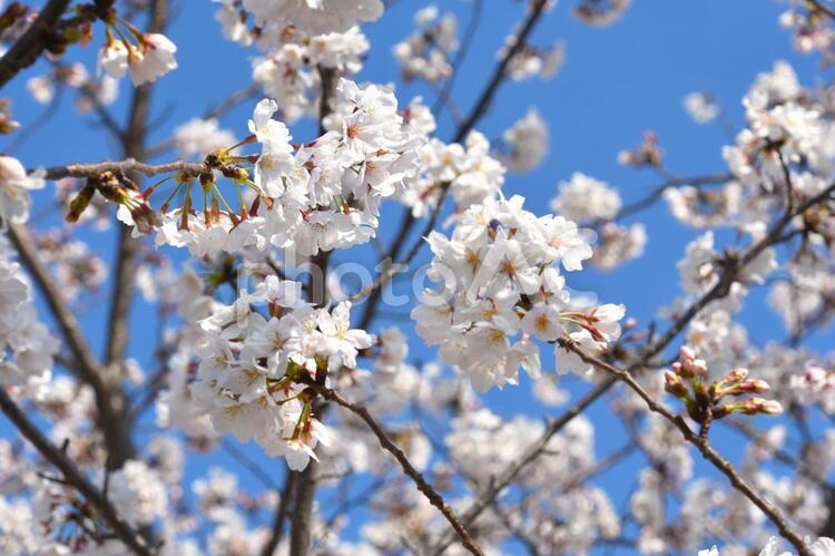桜の枝にびっしり咲いた花びら（アップ） 桜,花びら,桜の枝の写真素材