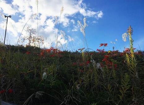 公園のススキ2の写真