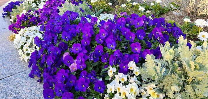 ビオラ ビオラ,シロタエギク,植物の写真素材