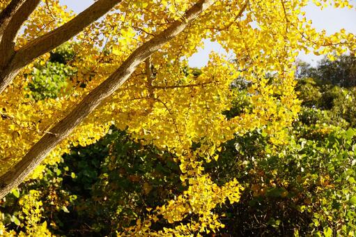 黄葉したイチョウ イチョウ,木,ギンナンの写真素材